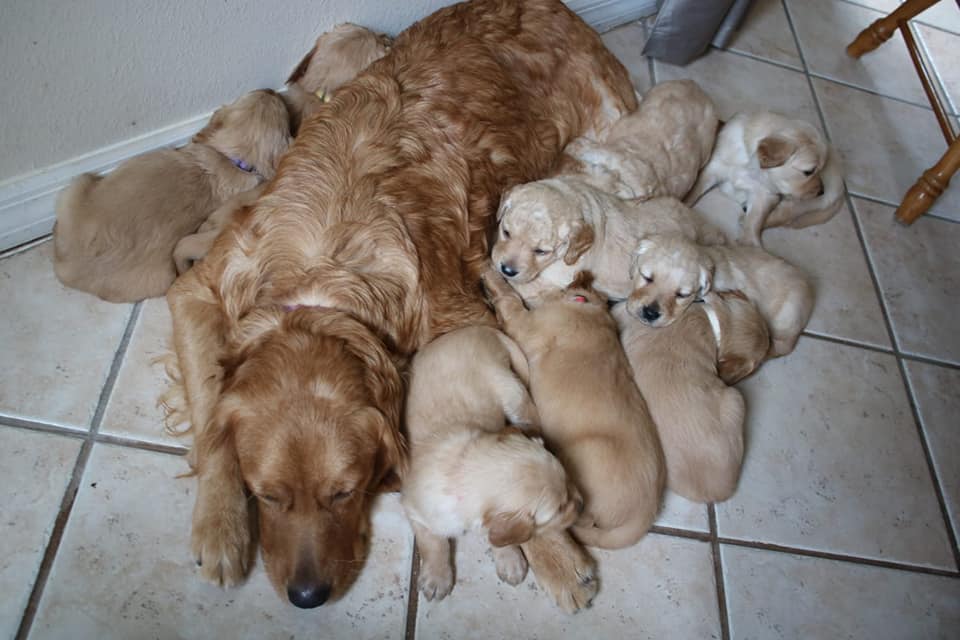 Nicky's Sweet Dreams
