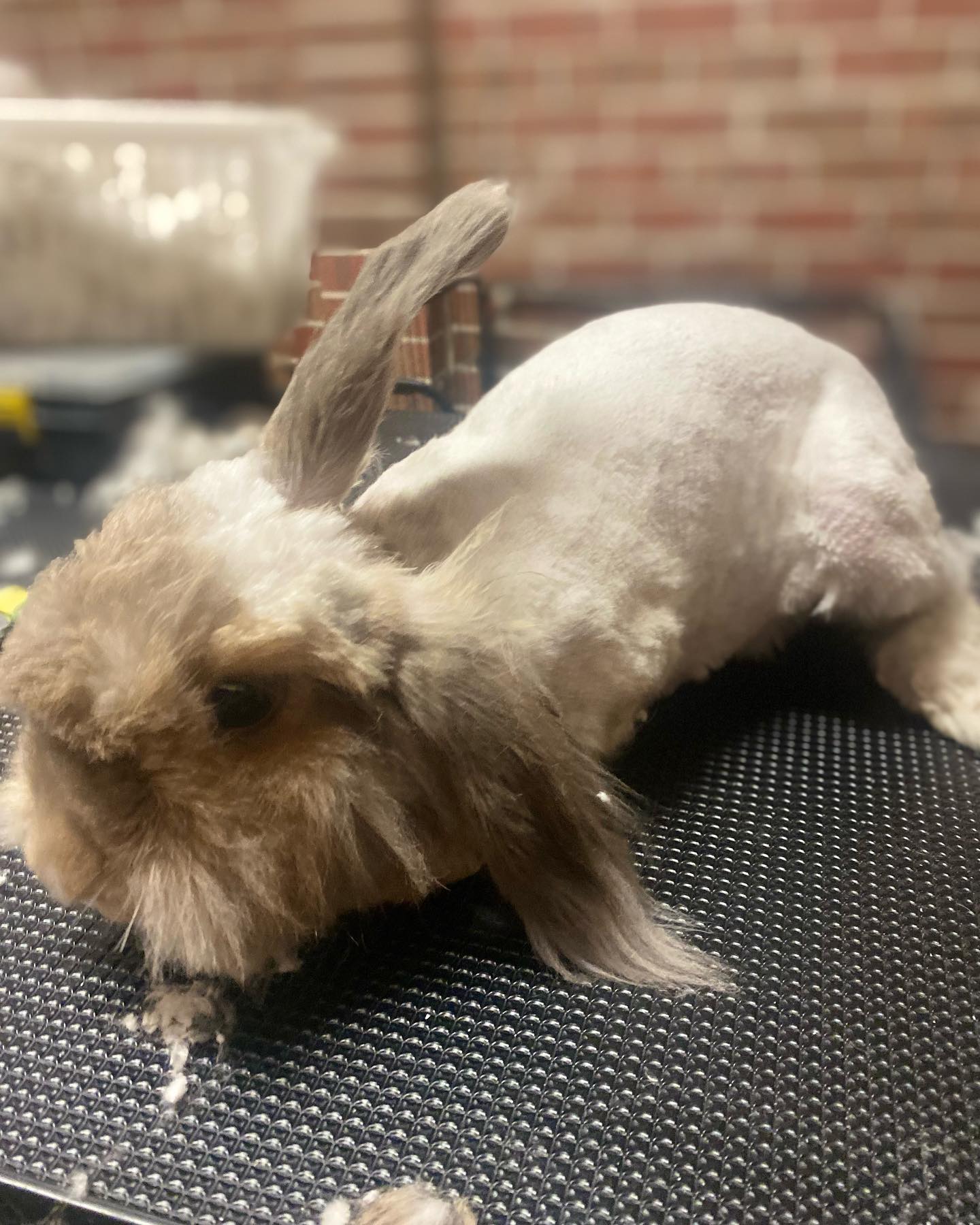 Penny the angora cross was back... - Mandy’s Bunny Grooming | Facebook