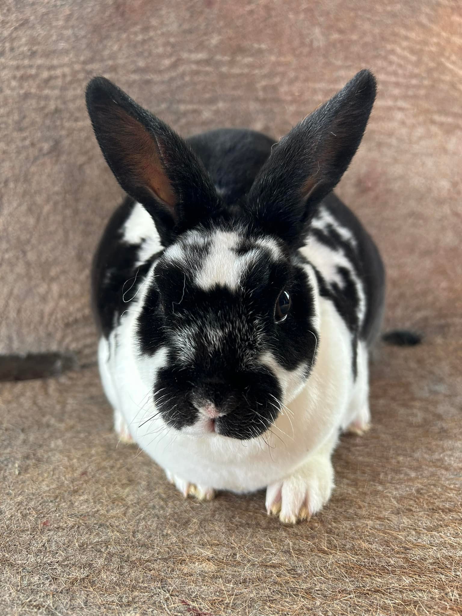 Show Quality Rabbits ARBA - Canada | Facebook