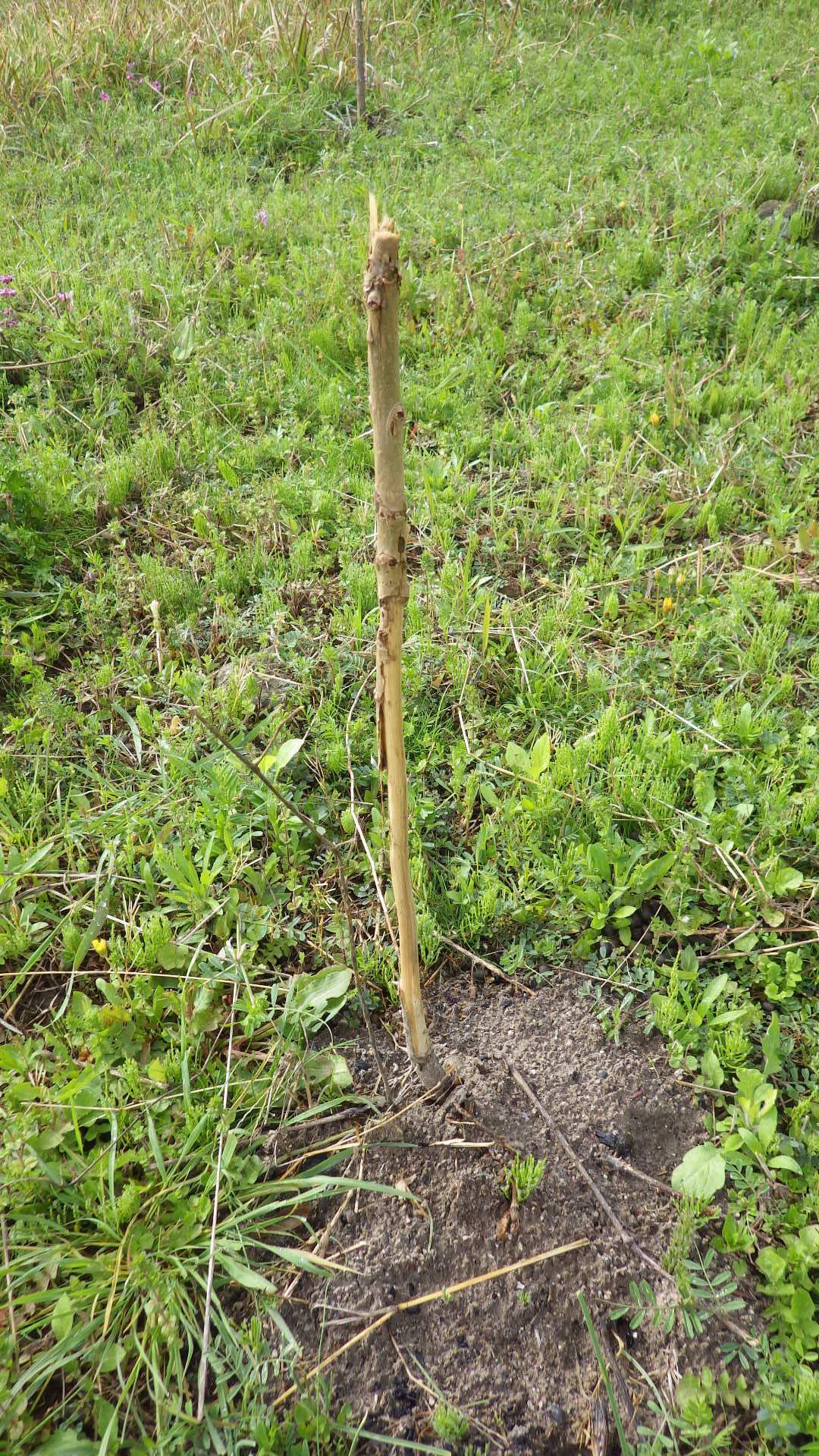上山薬草図譜 - タラノキ Aralia elata 皆伐した樹林地や林縁に生える落葉樹です。...