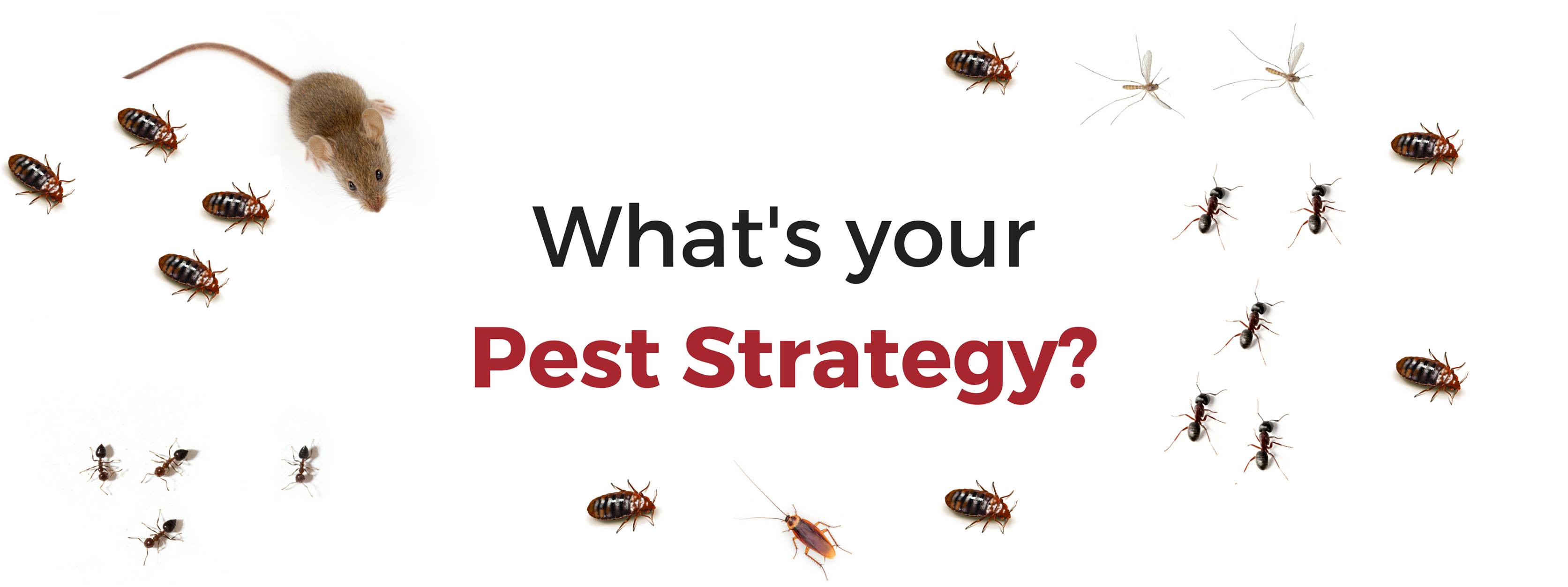 Pest Strategies