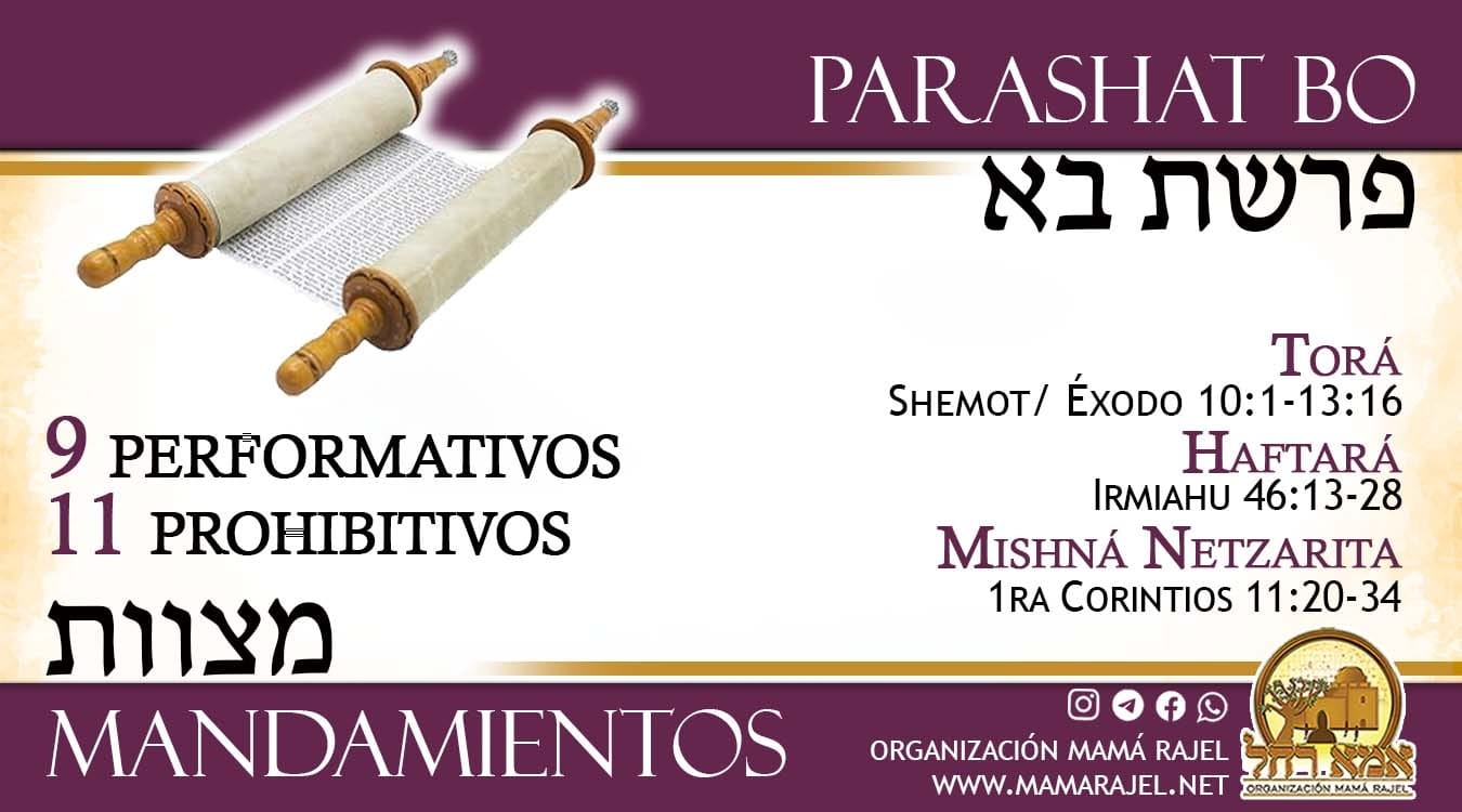 Mama - Pdf de los mandamientos en la porción Bo. https://www.mamarajel ...
