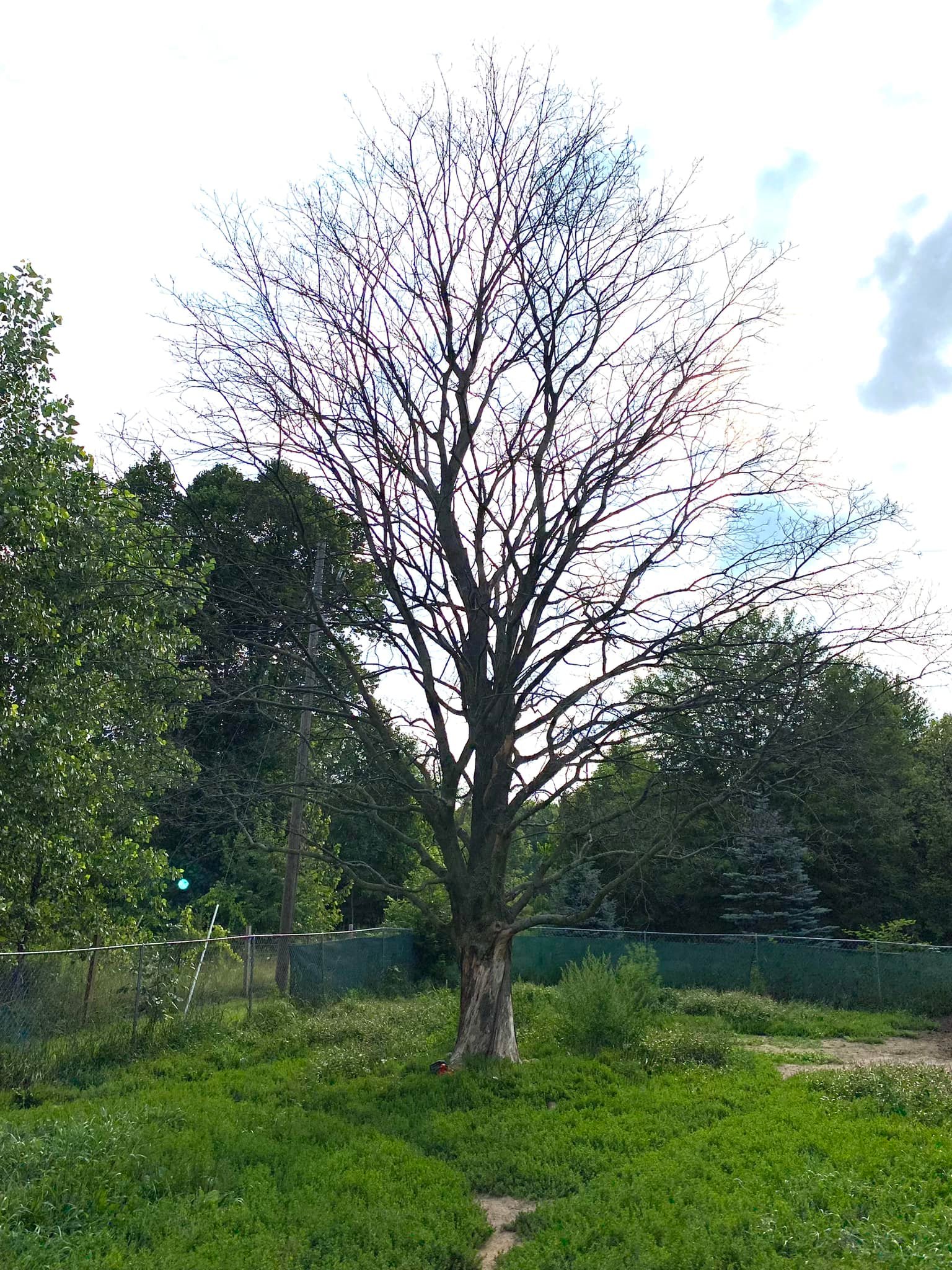 Rogue River Tree Service