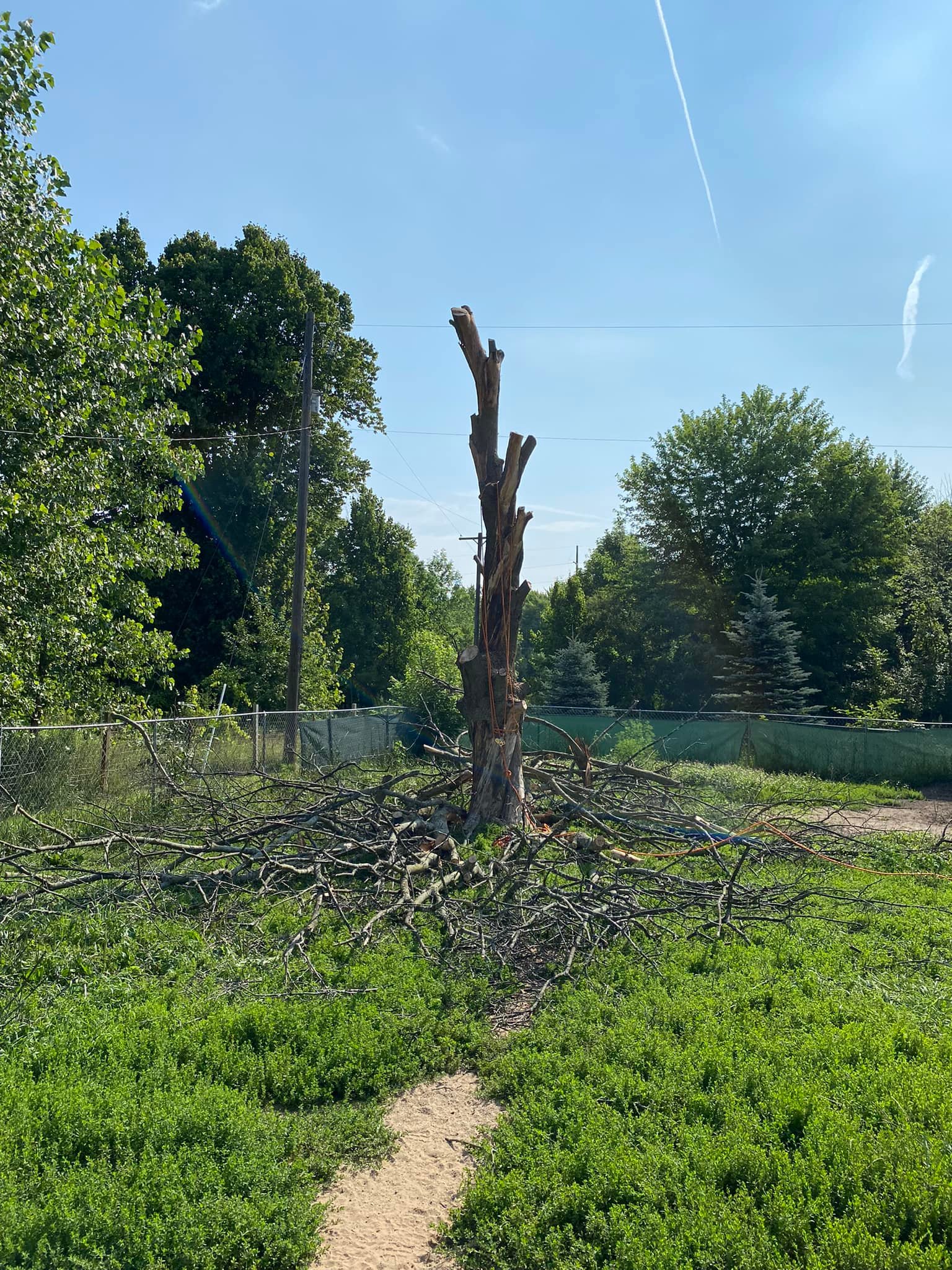 Rogue River Tree Service