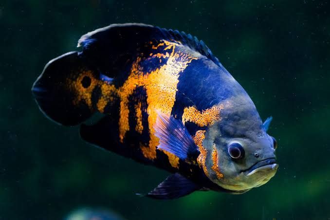 Afnan Ornamental Fish Firm 𓆟 | Jamalpur Sadar Upazila