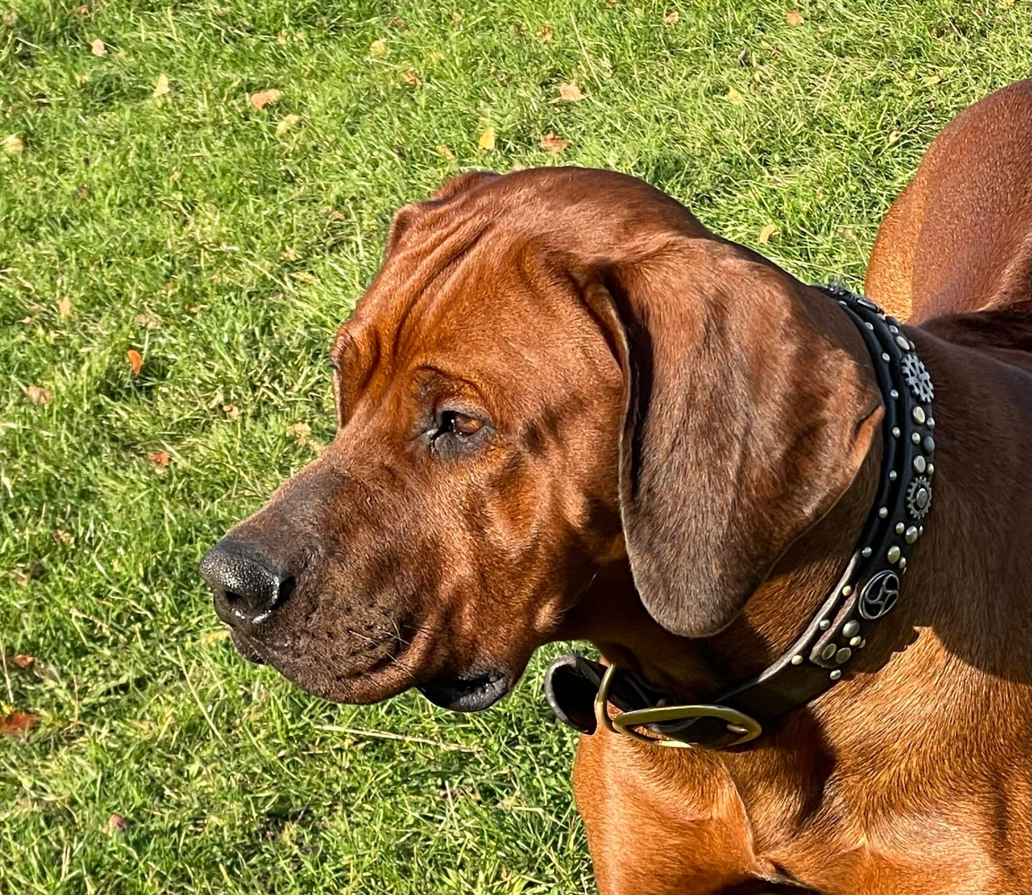 zejakridgebacks.co