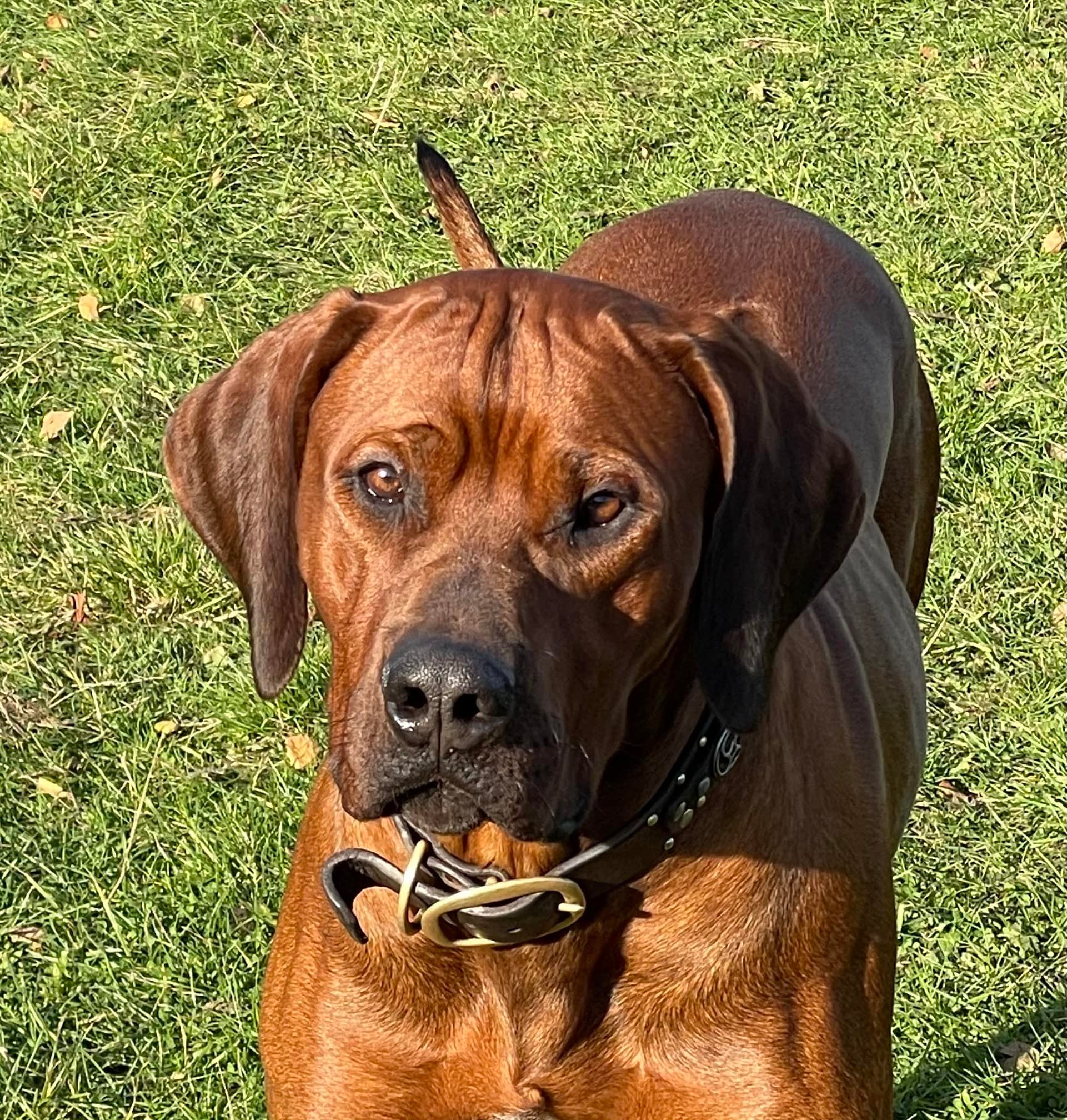 zejakridgebacks.co