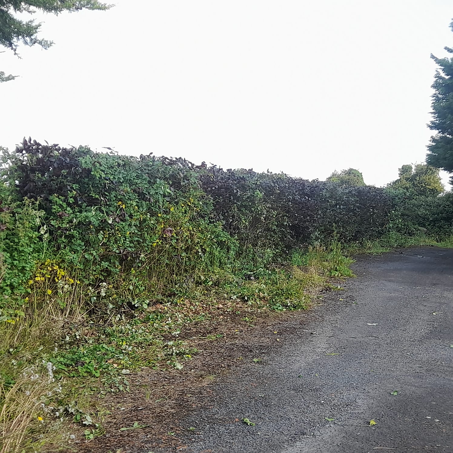O'Malley tree care | Limerick