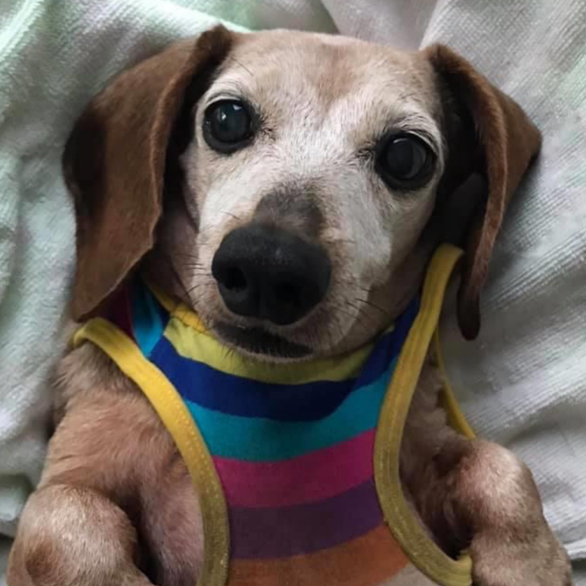 Molly Dolly, Da Standard Red Hunter Dachshund wif a Big Chest