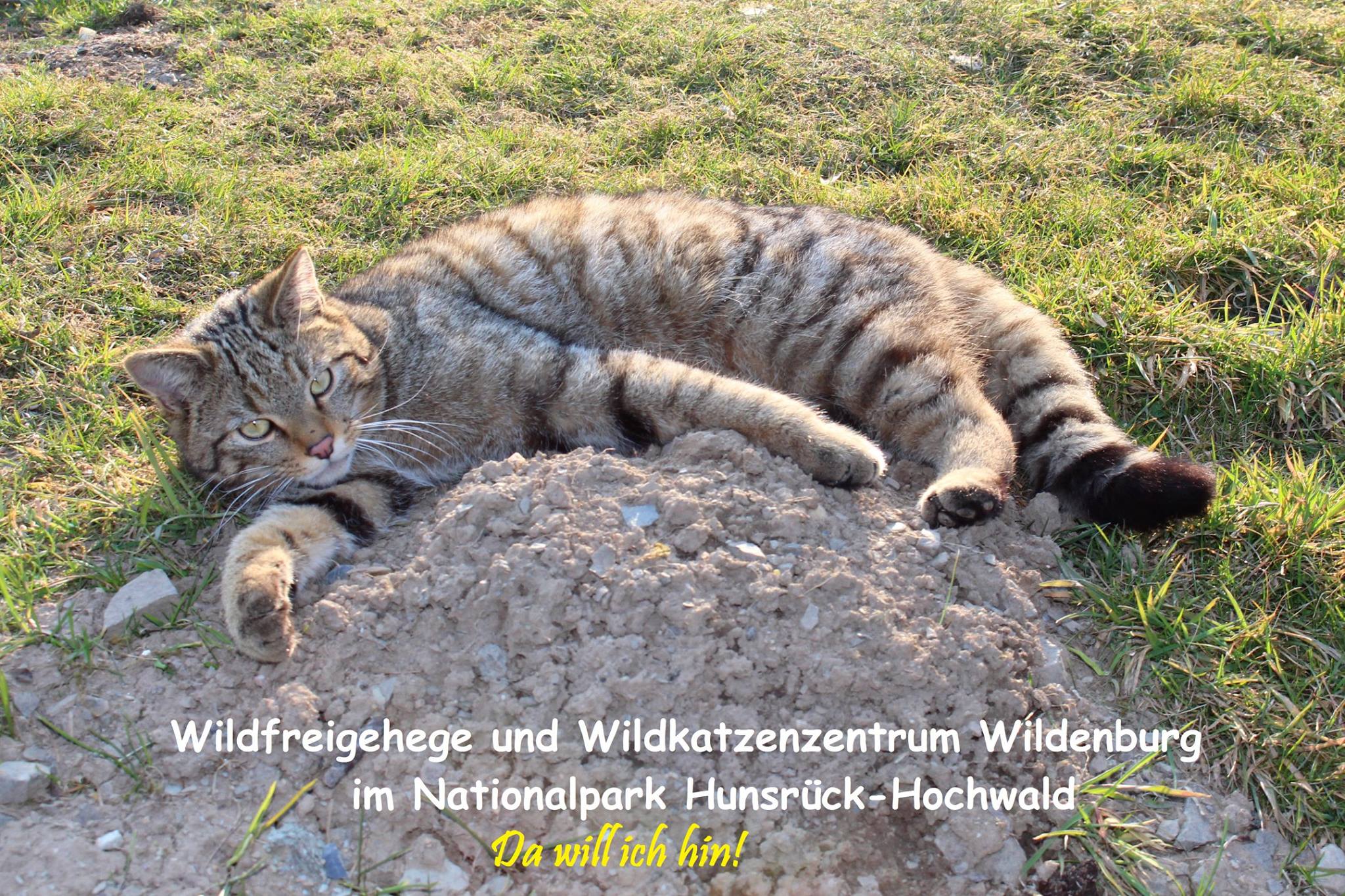 Wildfreigehege Wildenburg... - Wildfreigehege Wildenburg