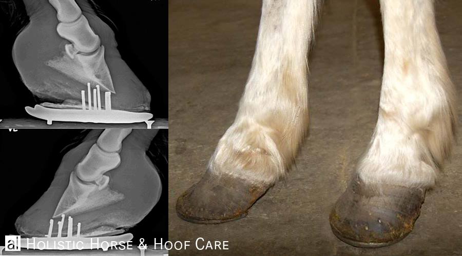Al Holistic Horse Hoof Care Posts Facebook