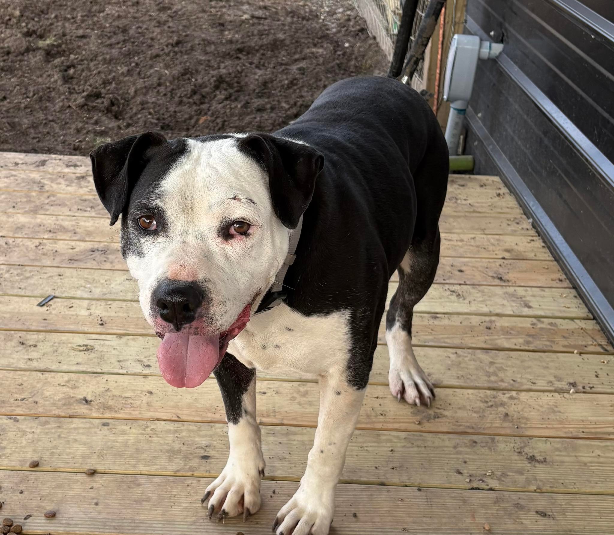 Meet Scar Scar is a 5 year... - Paws of Love Animal Rescue | Facebook