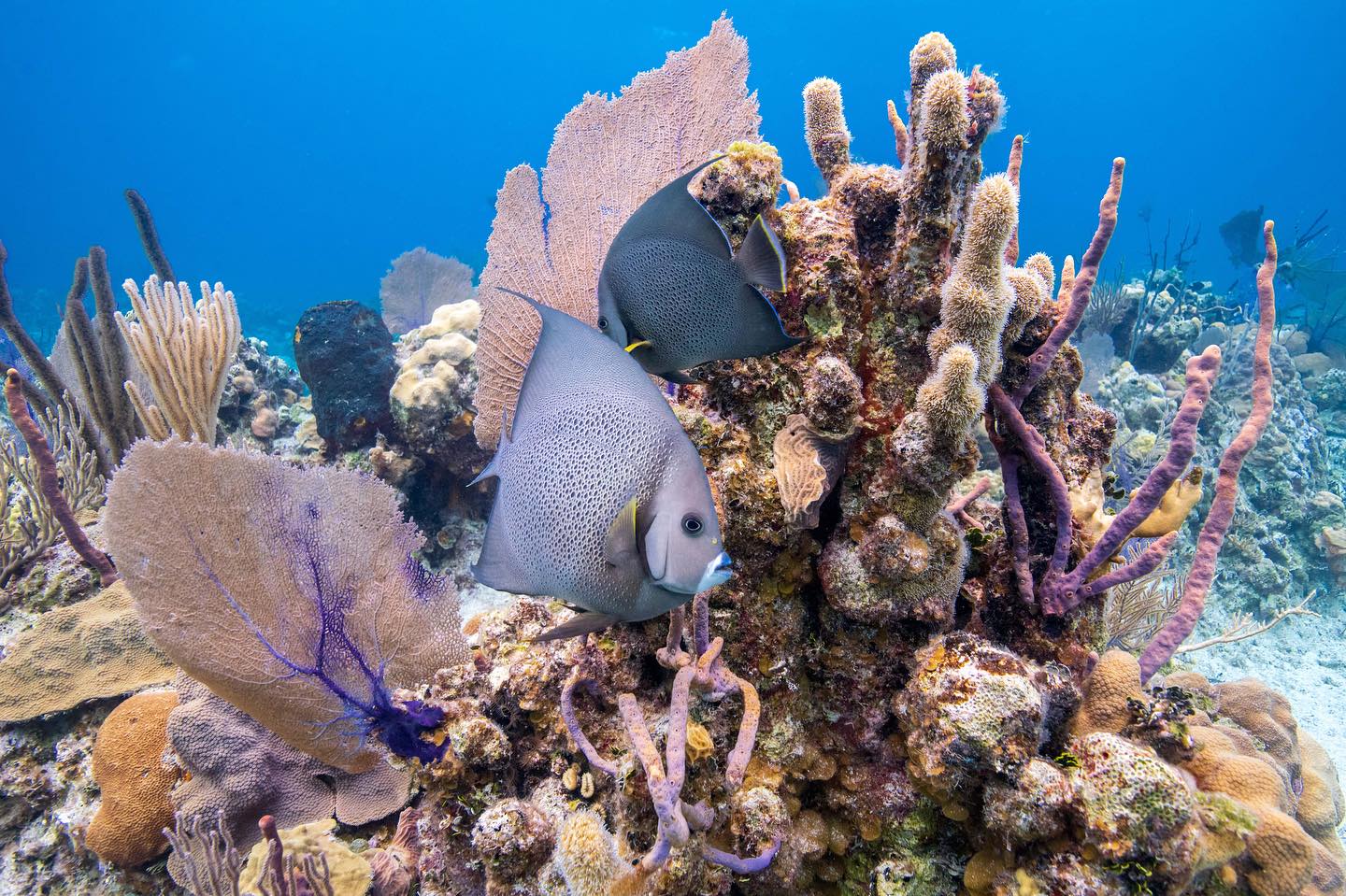⭐️ Tips to protect our coral reefs!... - Reef Rescue Network