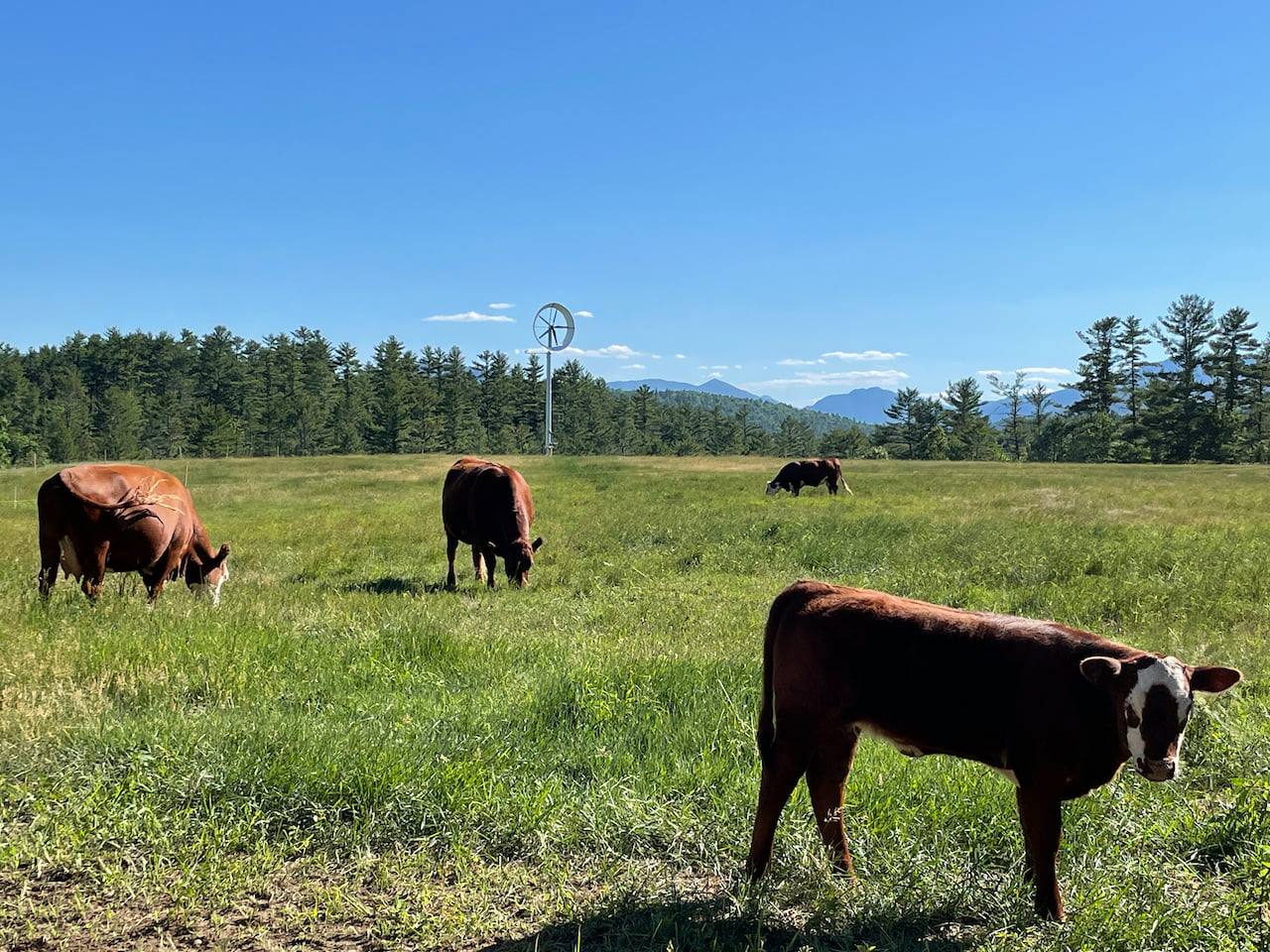 The cows don't seem to mind... - Ducted Wind Turbines, Inc.