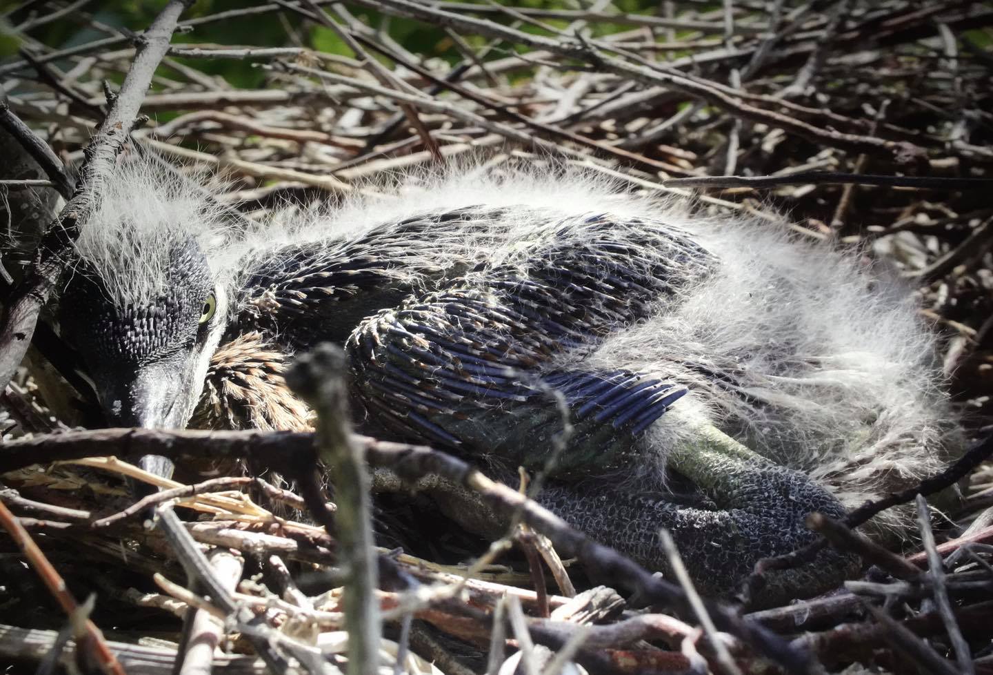 What’s in them-thar trees at First Dredge island? It’s a rookery, or a ...