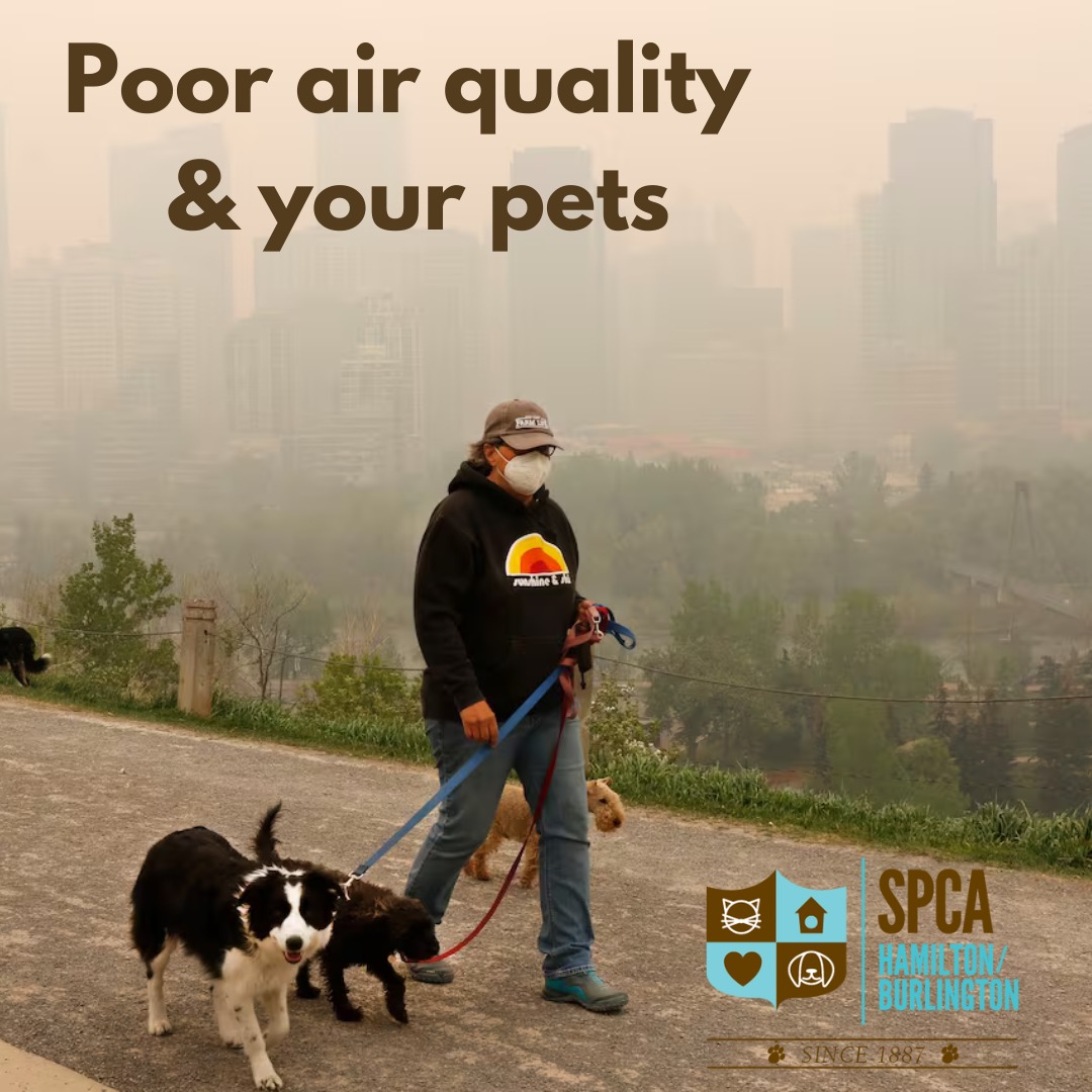 As the GTHA faces another day... - Hamilton/Burlington SPCA | Facebook