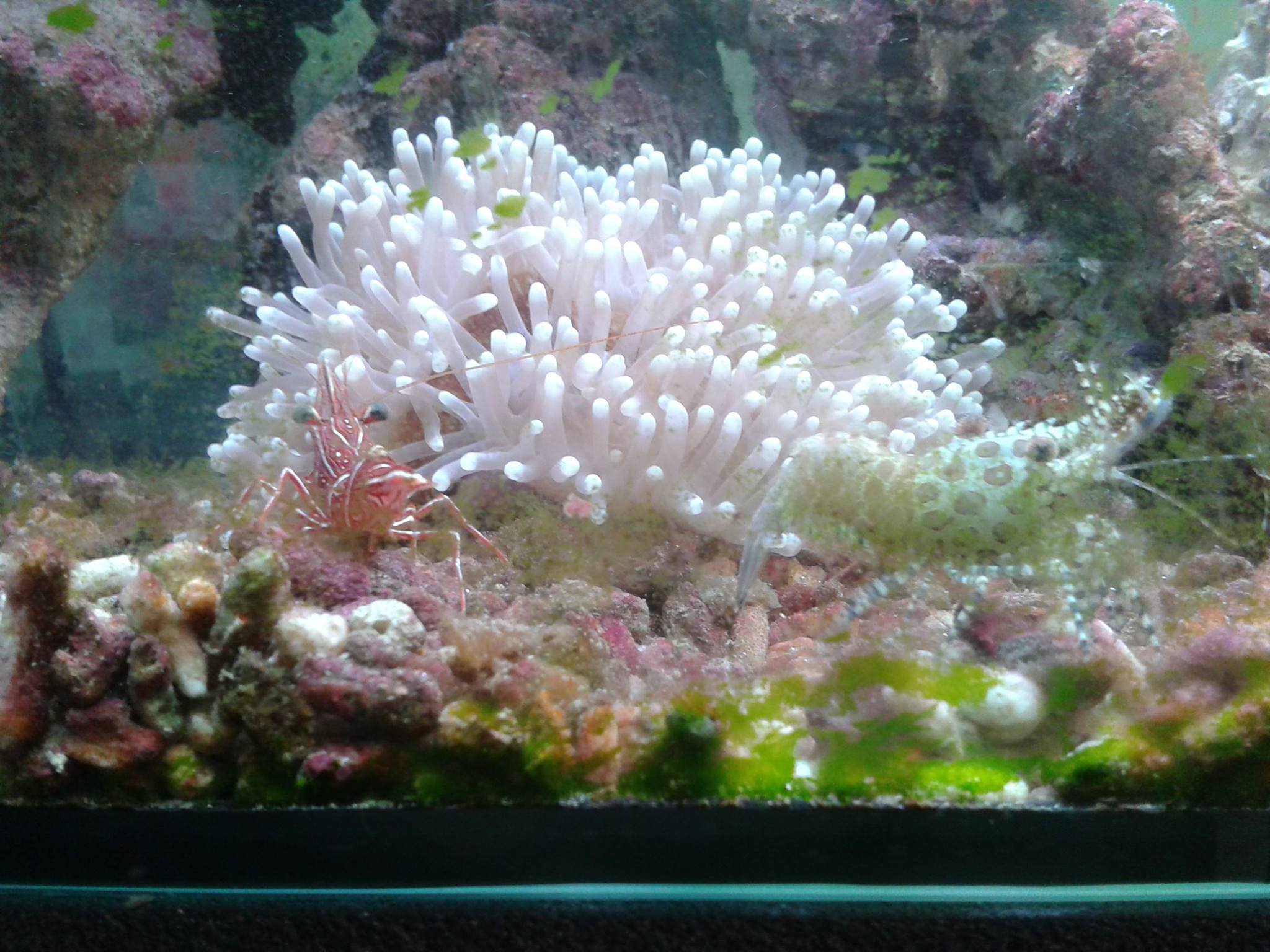 Acquario per passione | Gubbio