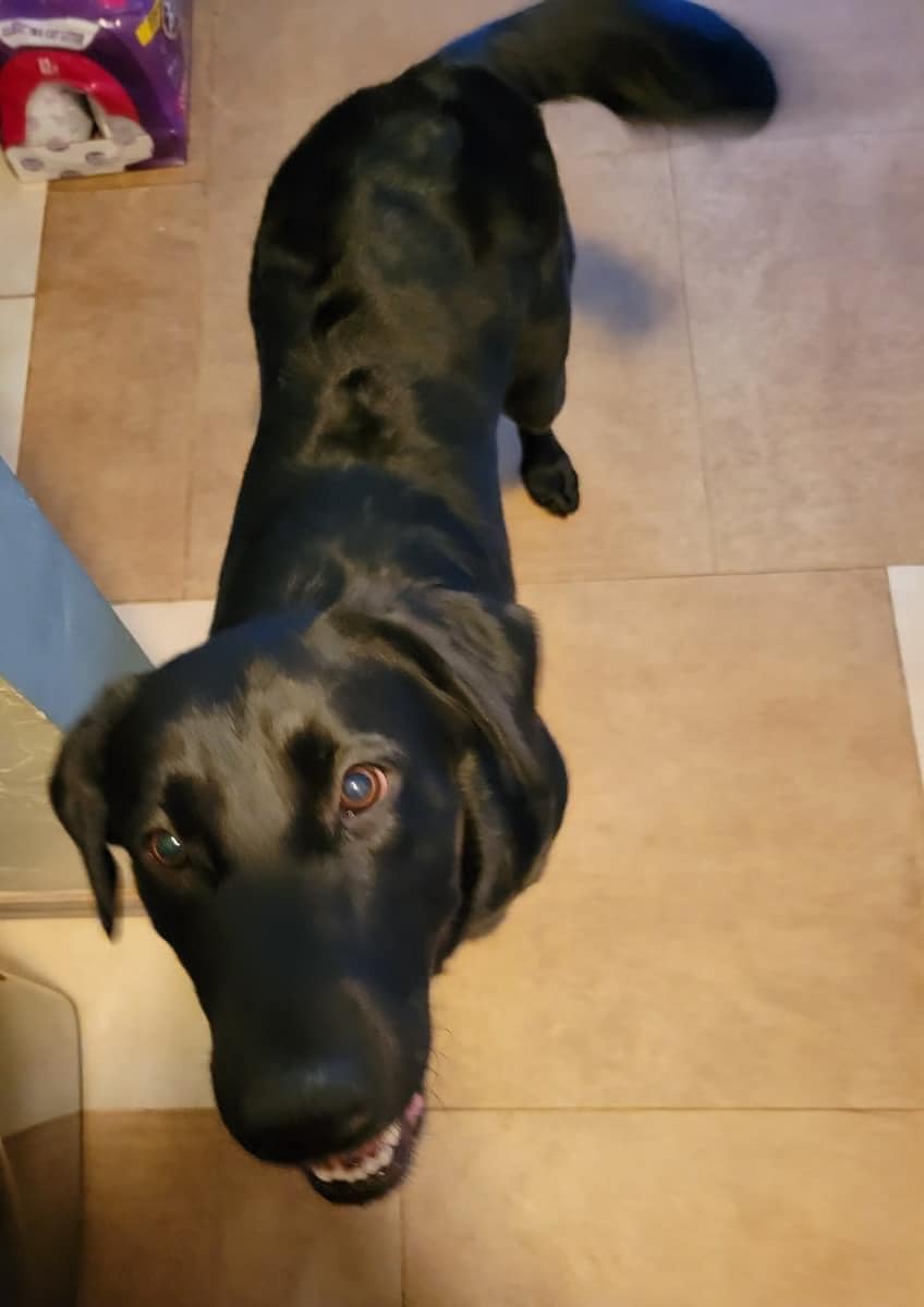 ‼️ UPDATE ‼️ ADOPTED ‼️ 🖤 Peyton 🖤... - Heartland Lab Rescue