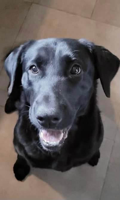 ‼️ UPDATE ‼️ ADOPTED ‼️ 🖤 Peyton 🖤... - Heartland Lab Rescue