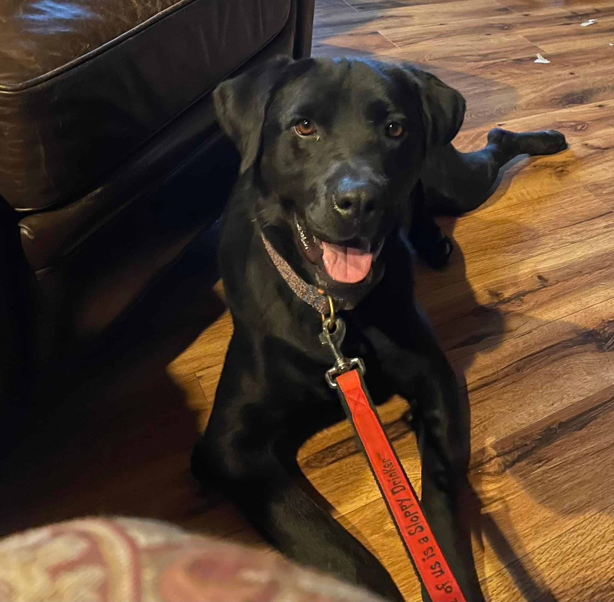 ‼️Update ‼️ ADOPTED ‼️ 🖤 Kennedy 🖤... - Heartland Lab Rescue | Facebook