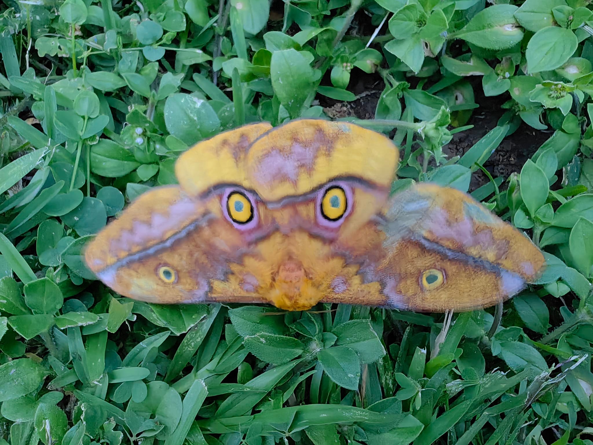 LOWER DIFINITION 「moths」 What is this large moth species in Westville, KZN?