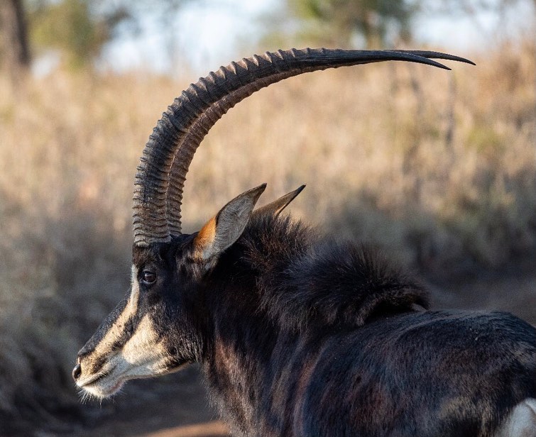 Did you know? “If a Sable is... - Duiker Game Lodge