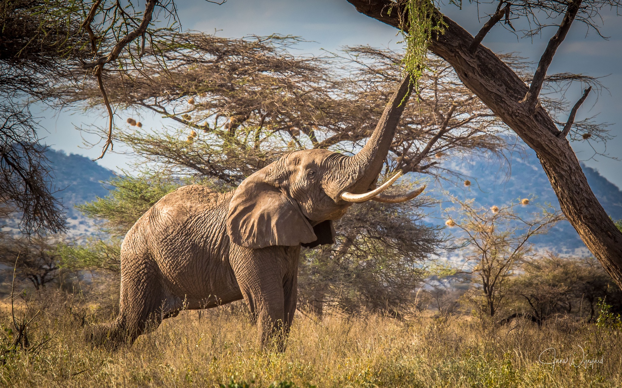 Save the Elephants - Researchers using satellite imagery have ...
