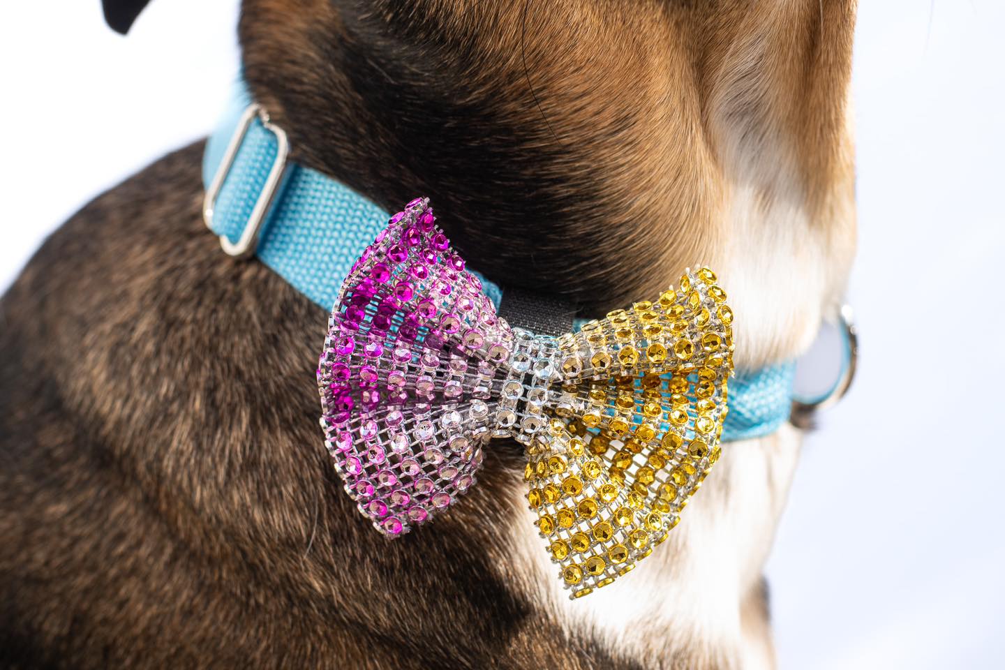 petsribbons.com