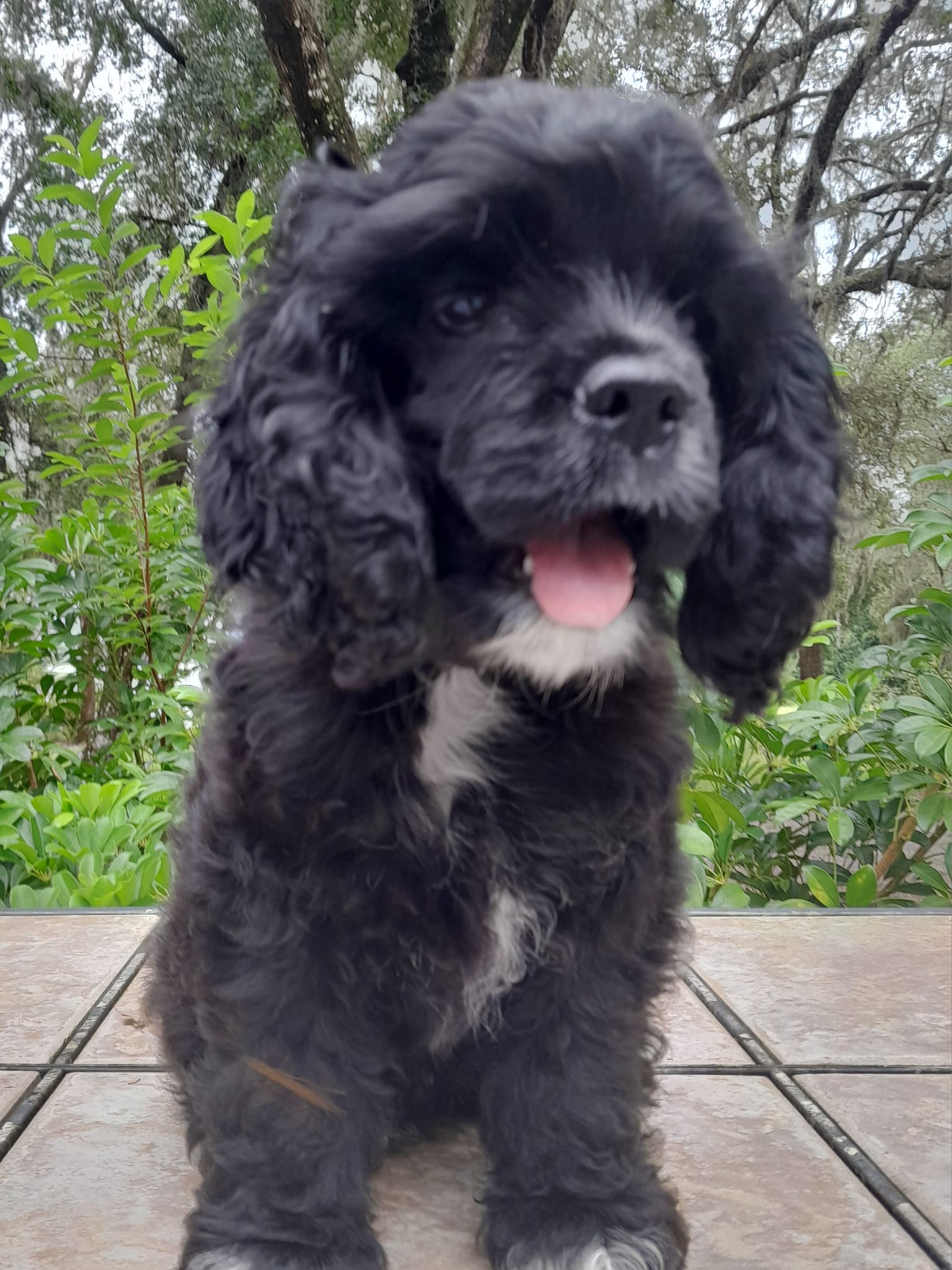 Our sweet Rascal found his fur... - Cyndi's Cuddly Cocker's