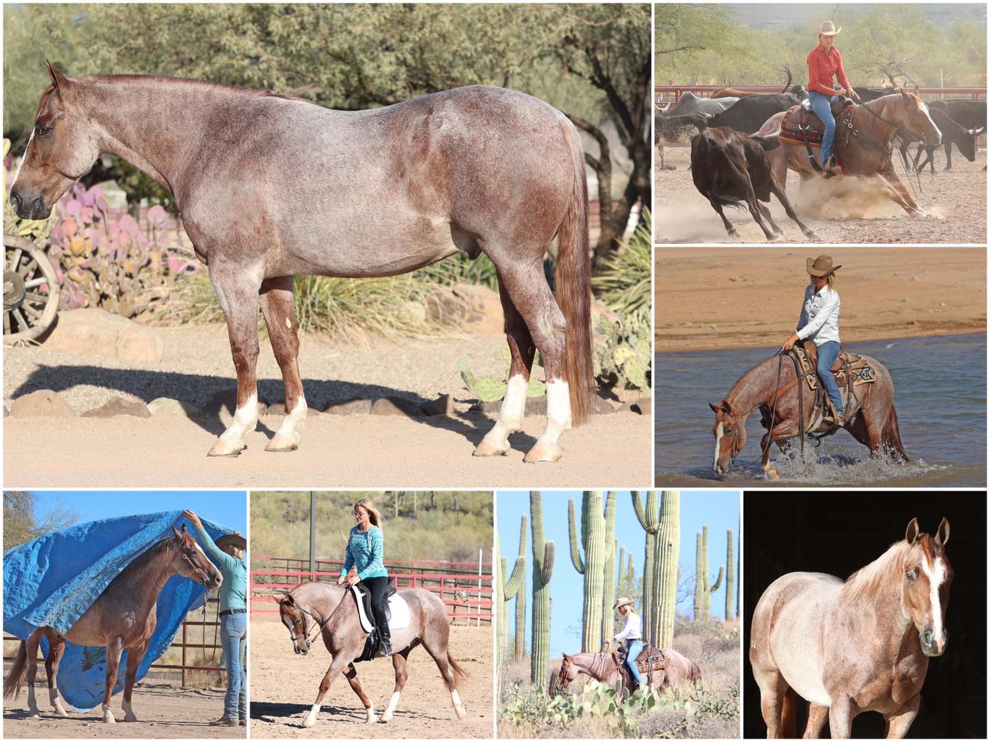 McKibben - ️ SHRIMP 🦐 2019 AQHA Red Roan Gelding 14h -Cutting, Cowhorse ...
