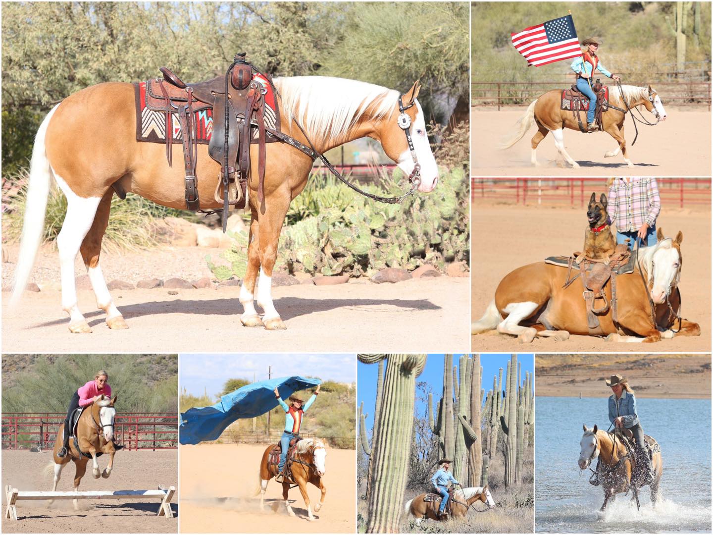 McKibben - 💛 MOONPIE 🌙 2018 AQHA Palomino Gelding 14.3h The Sweetest ...