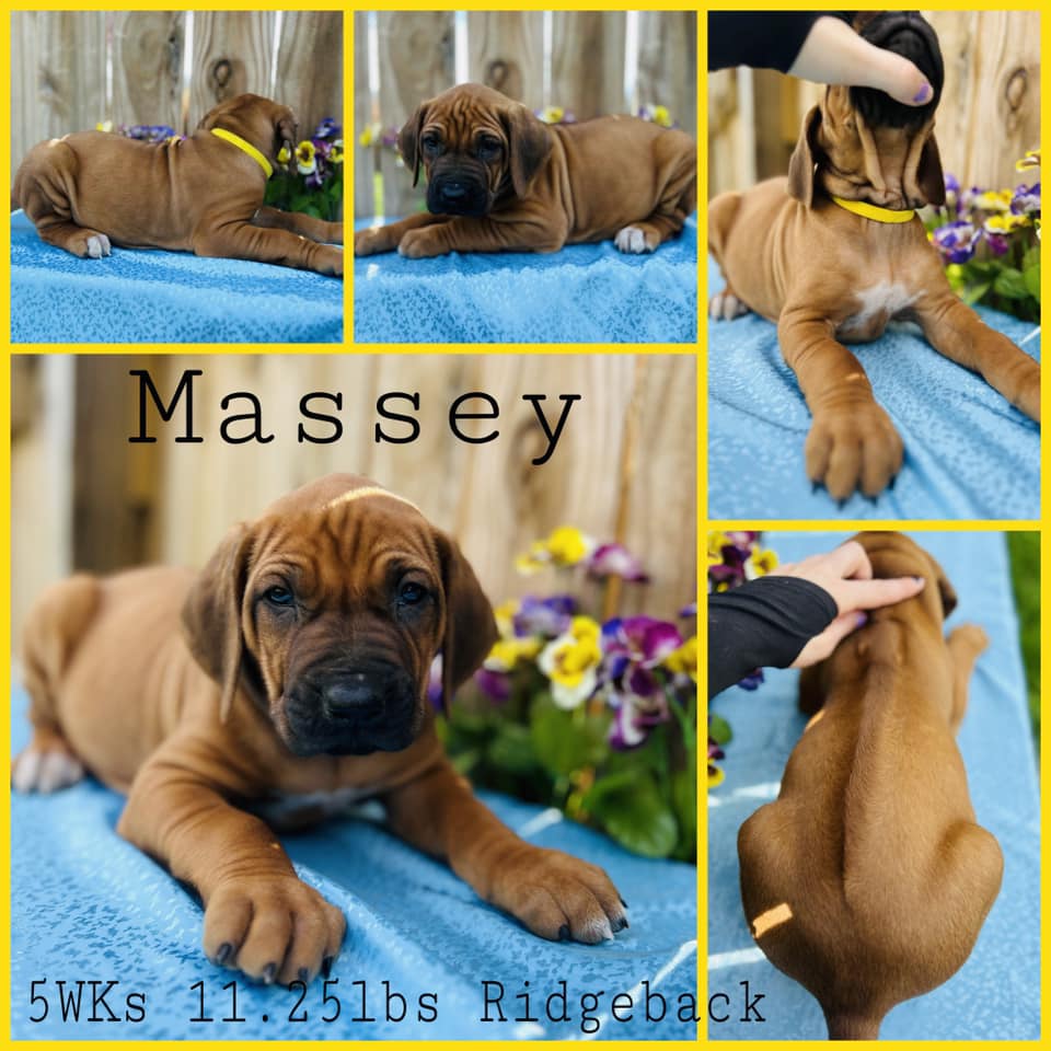 Black Powder Rhodesian Ridgebacks