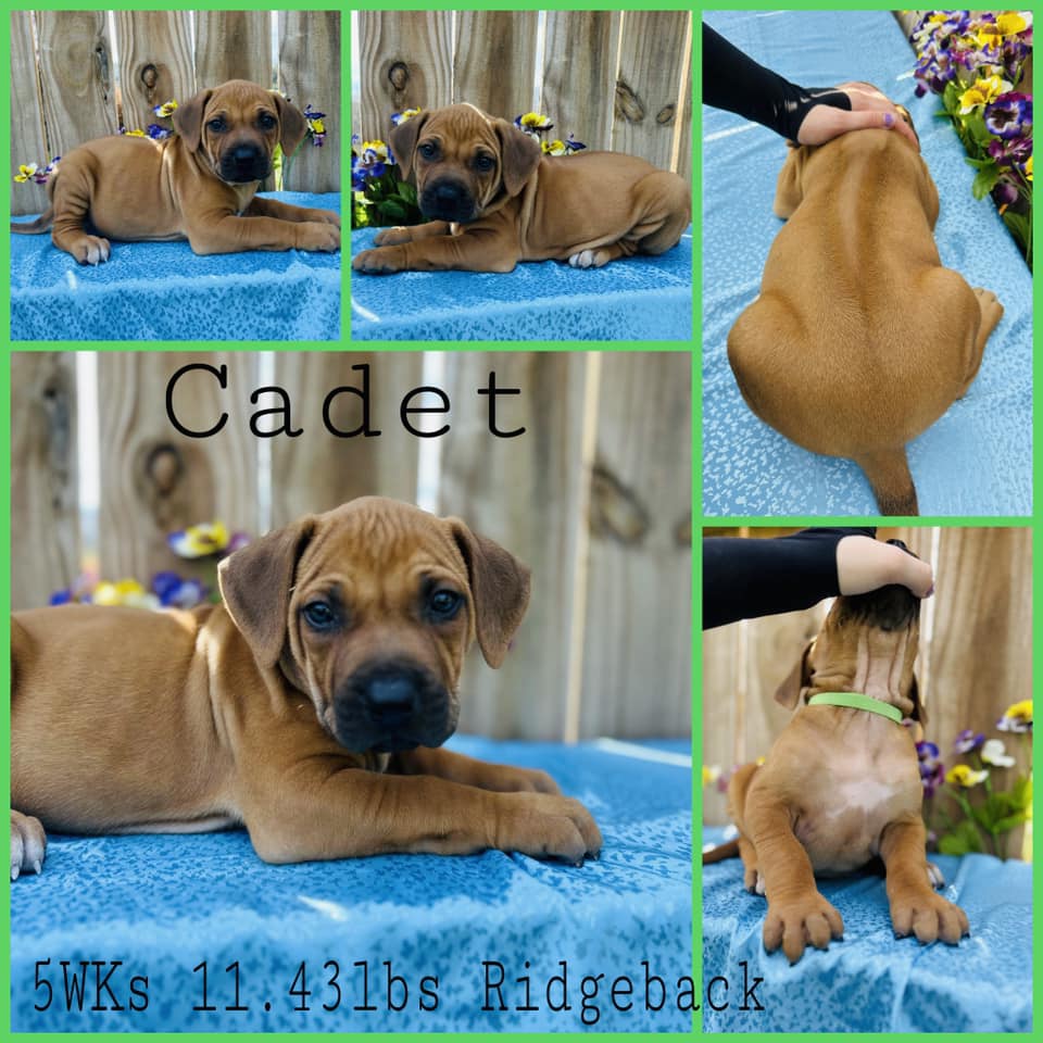 Black Powder Rhodesian Ridgebacks
