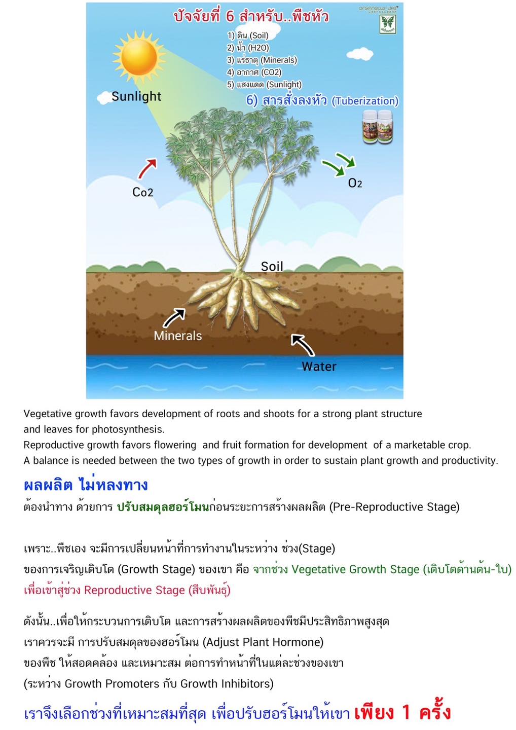 หัวใจสำคัญยิ่ง สำหรับพืชหัว คือ กระบวนการ Tuberization ซึ่งเป็น ...