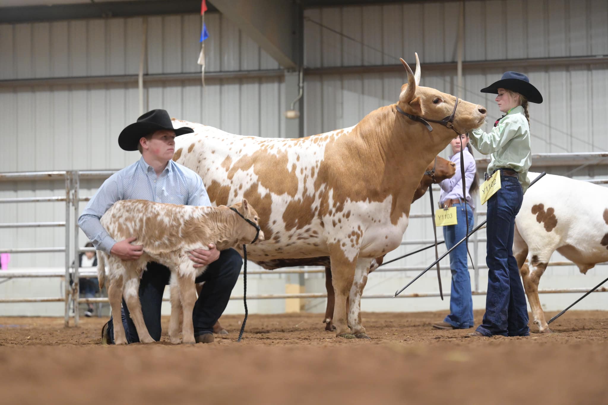 Double R Ranch Longhorns | Grandview TX