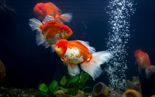 Gallery Detail: Goldfish What Size Tank Do Goldfish Need