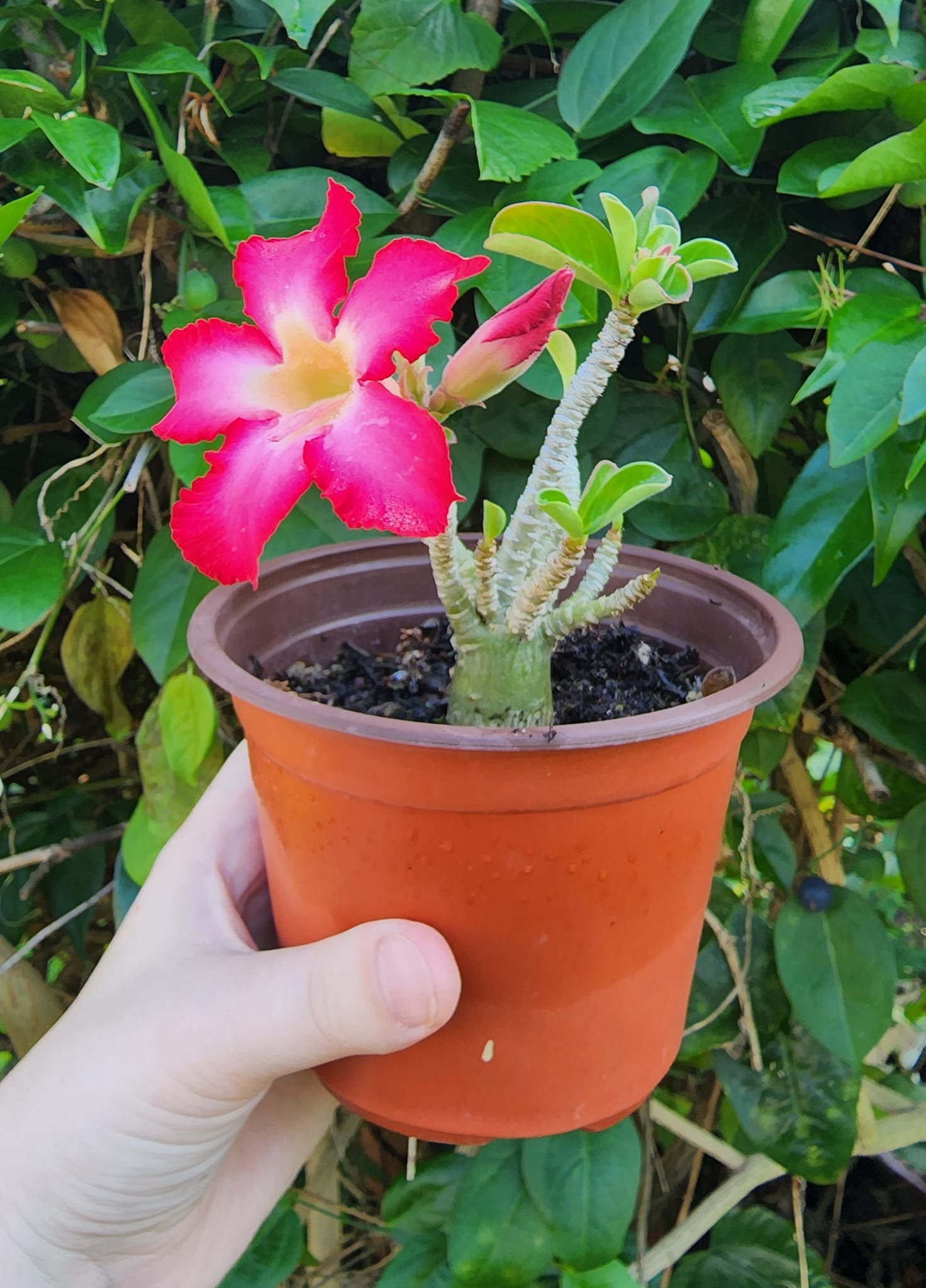 FOR SALE - Adenium Taiwan Mini... - Mad Adeniums and Exotics | Facebook