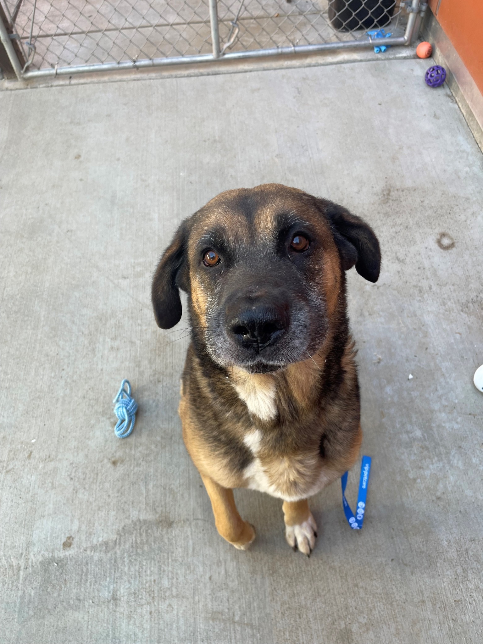 Lake County Animal... - Lake County Animal Care & Control