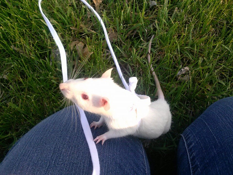 Rat Tales Toledo and Exotics