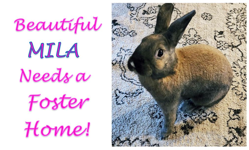 Look at this adorable face!... - Bunny Run Rabbit Rescue | Facebook