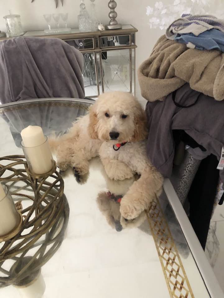 Cockapoo Owners Club | Nugget just loves having her dinner on the ...