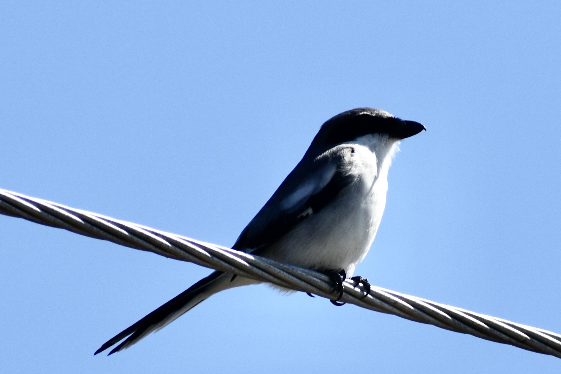 Bird species spotted at Market Lake WMA on 5-11-2023