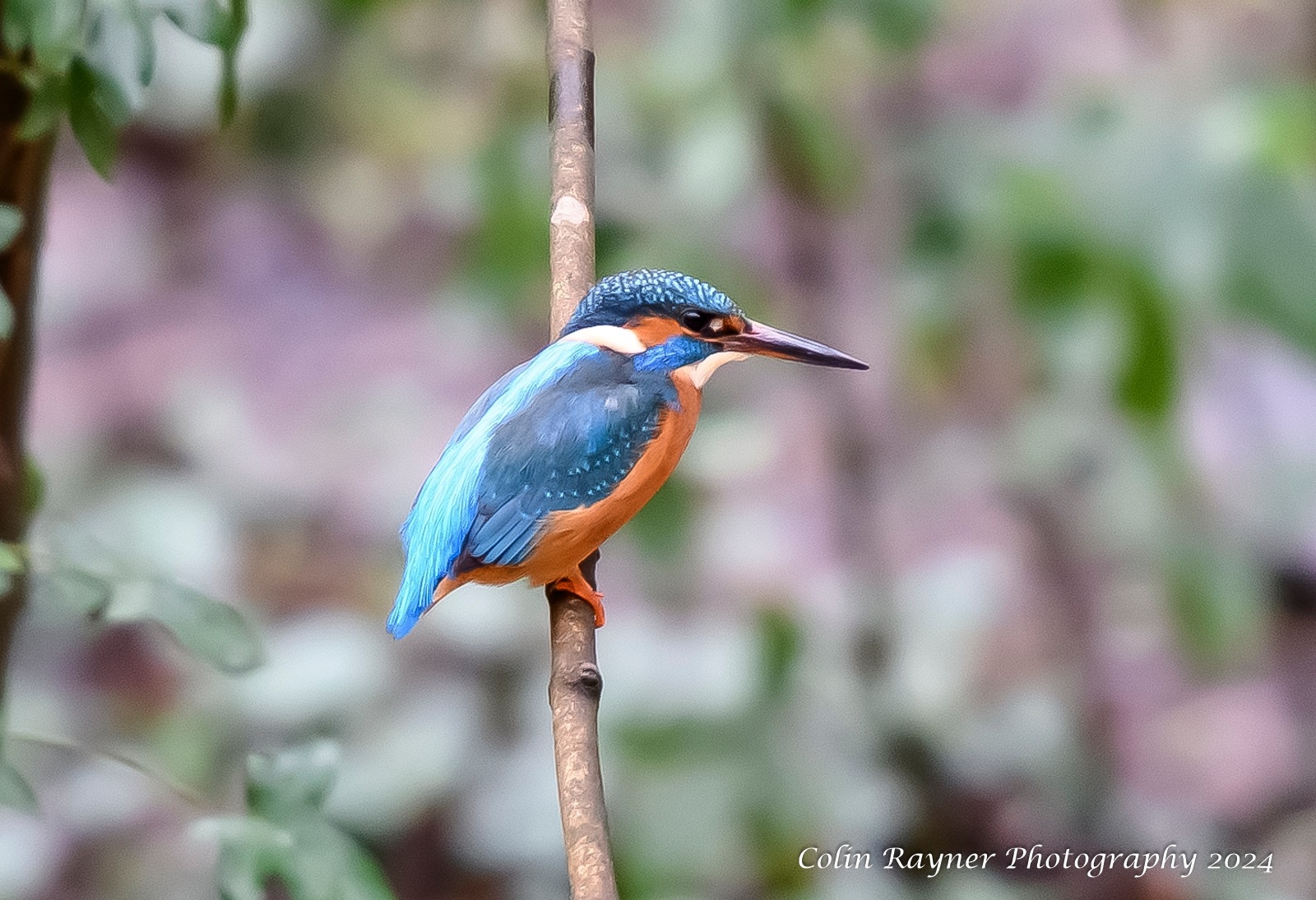 Colin Rayner Photography
