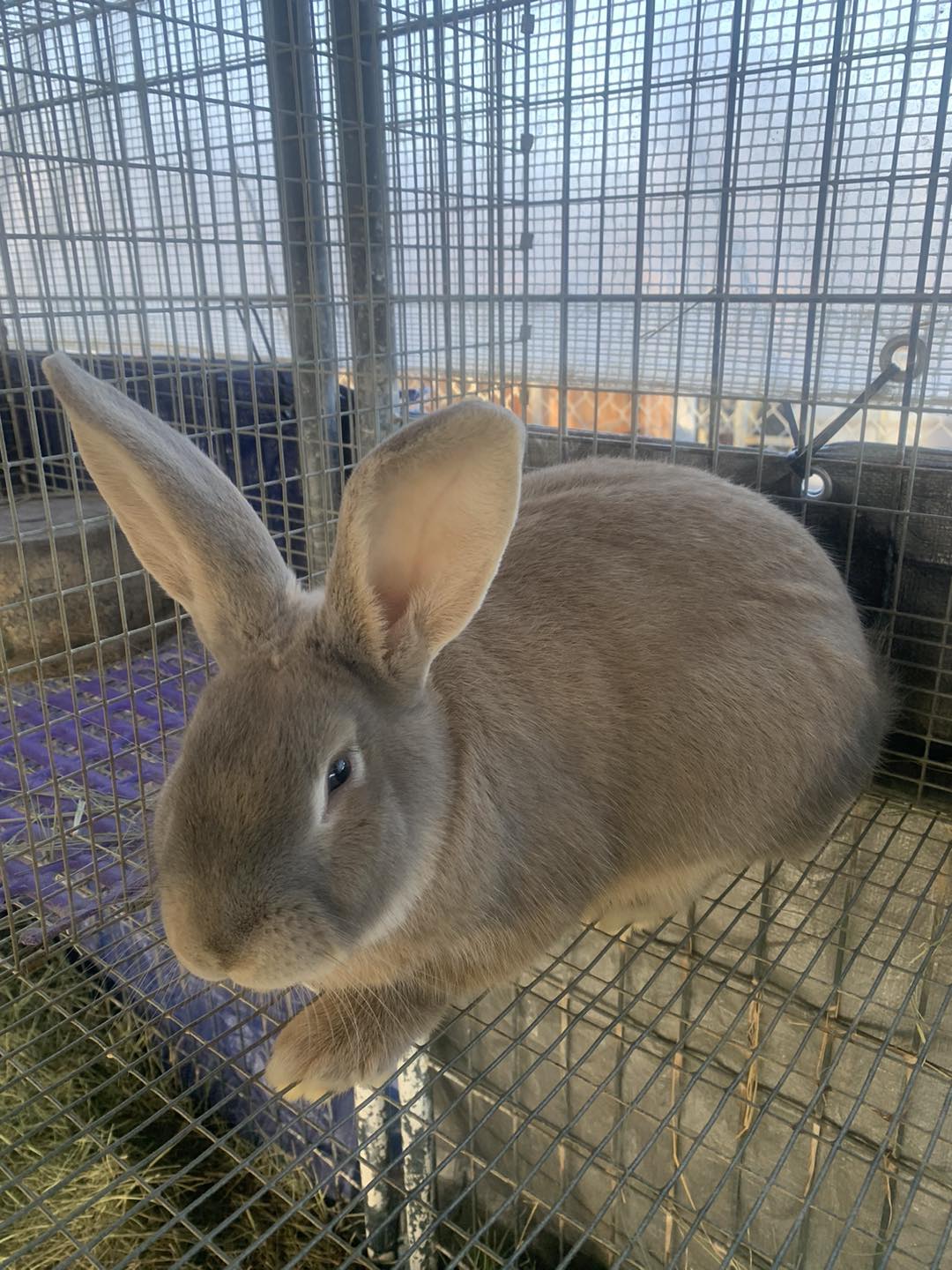 Willow Way Rabbitry