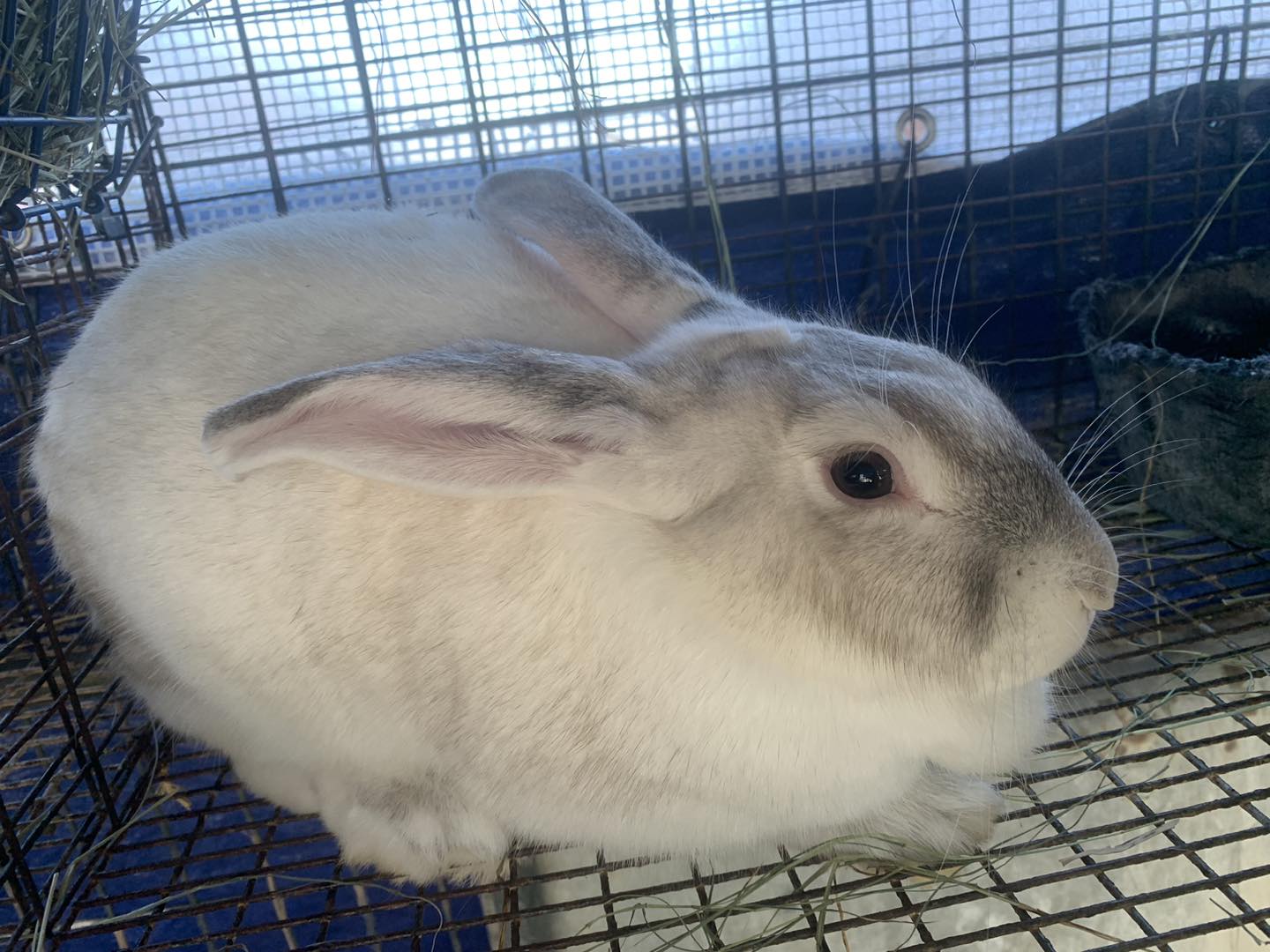 Willow Way Rabbitry