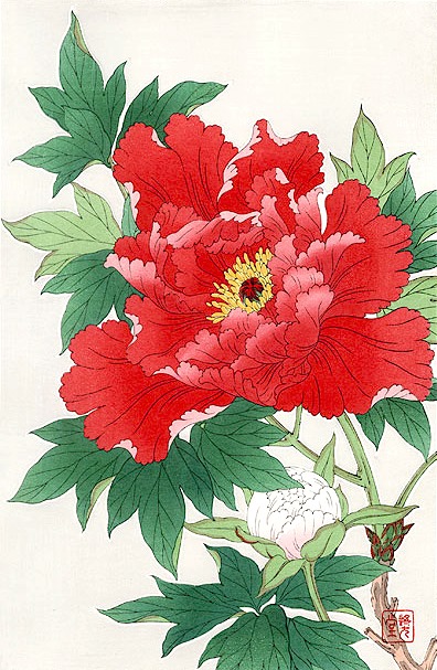 Red and White Peonies