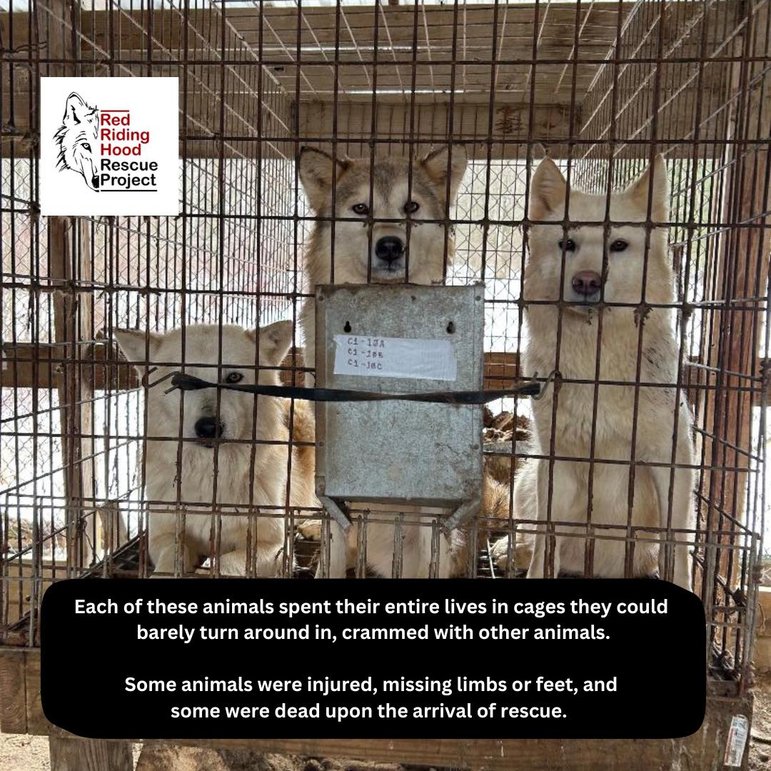 Red... - Red Riding Hood Rescue Project - a wolfdog rescue