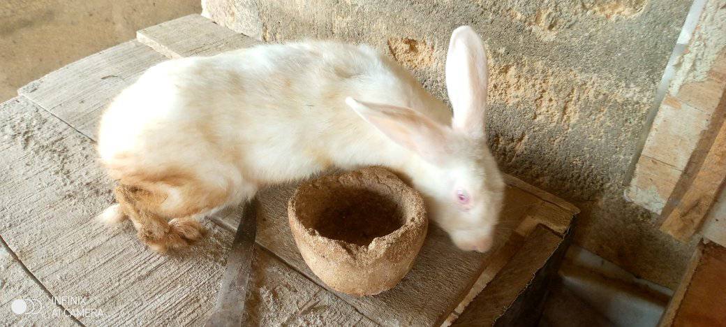 Rabbit Farm Nigeria (www.rabbitfarmng.com) | For sale 9k only Location ...