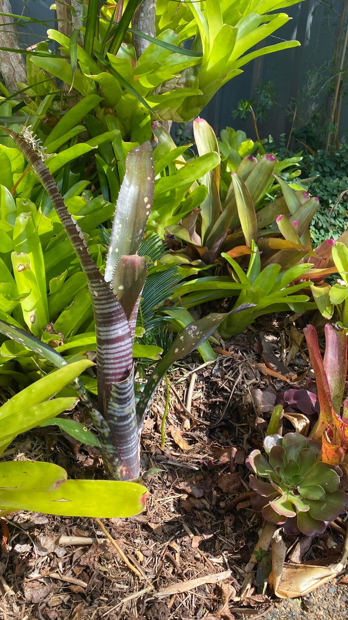 Billbergia 'Obi-Wan' plant with unique dark leaves and flowers