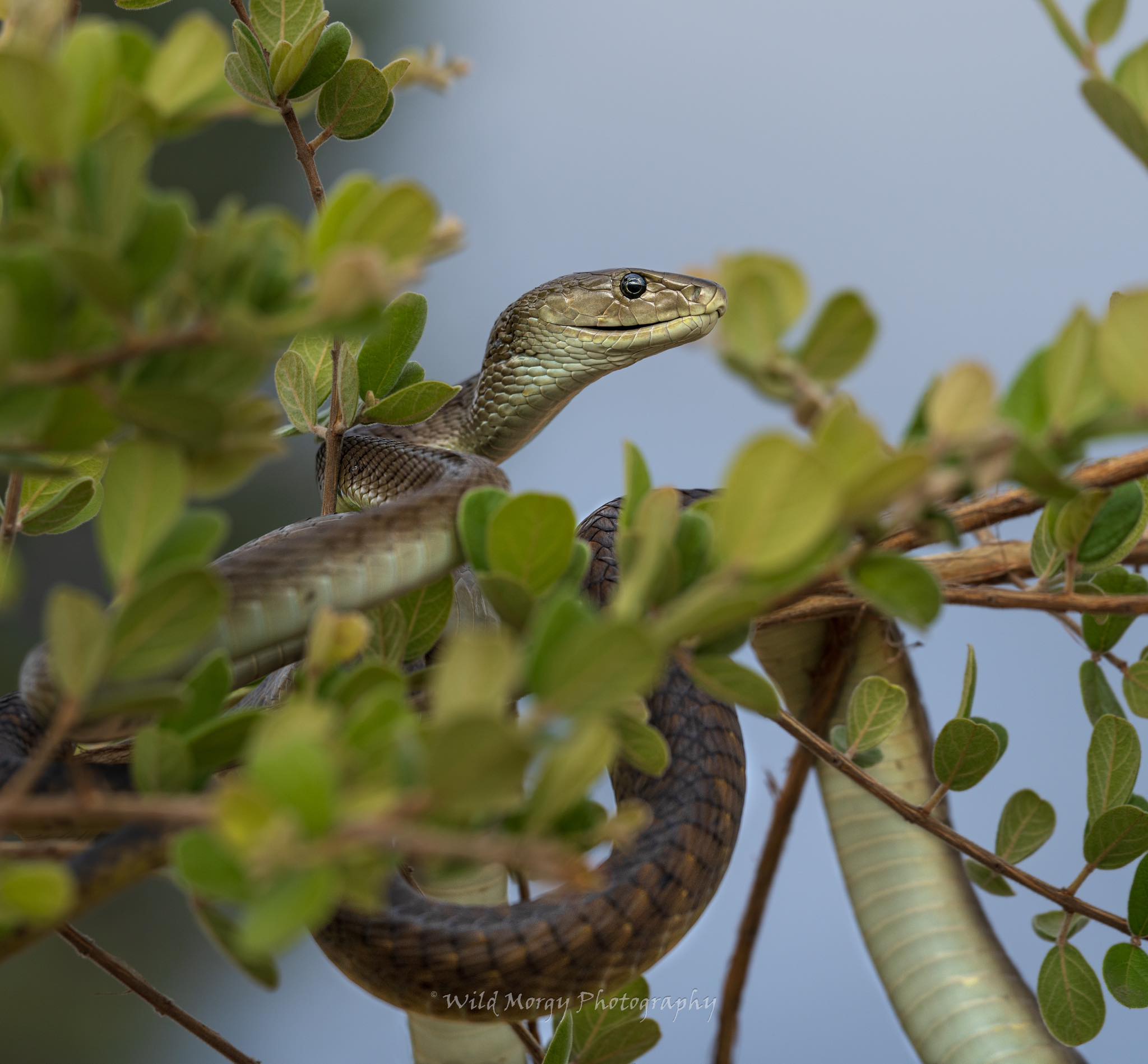 Wild Morgy Photography